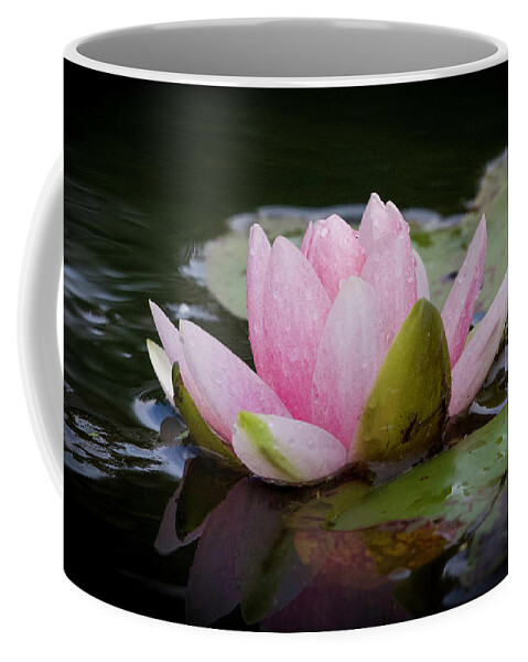 Waterlily Coffee Mug featuring the photograph Large Pink Water Lily by Shirley Dutchkowski
