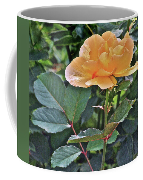 Rose Coffee Mug featuring the photograph Late Summer Yellow Rose by Janis Senungetuk