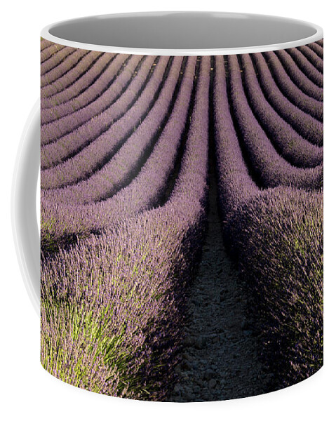 Lavender Coffee Mug featuring the photograph Lavender field in Provence by Pietro Ebner