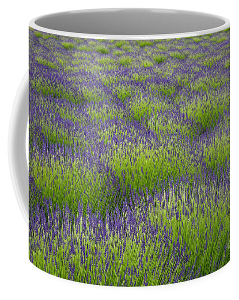 Photography Coffee Mug featuring the photograph Lavender Fields Forever by Erin Marie Davis