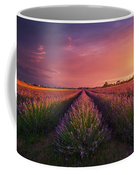 Lavender Coffee Mug featuring the photograph Lavender flowers fields and a beautiful sunset. Tuscany by Stefano Orazzini