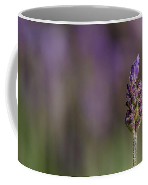 Lavender Coffee Mug featuring the photograph Lavender Scented by Linda Villers