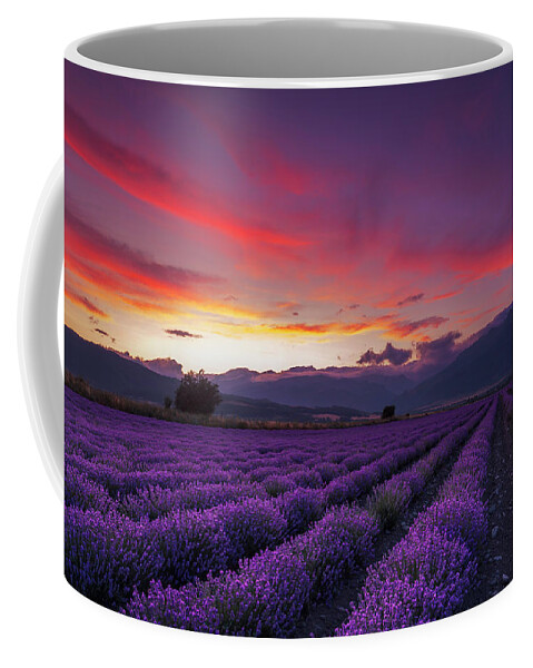 Dusk Coffee Mug featuring the photograph Lavender Season by Evgeni Dinev