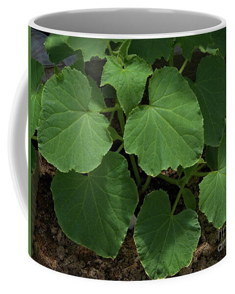 Leaf Coffee Mug featuring the photograph Leaf Pattern and Texture by Kae Cheatham