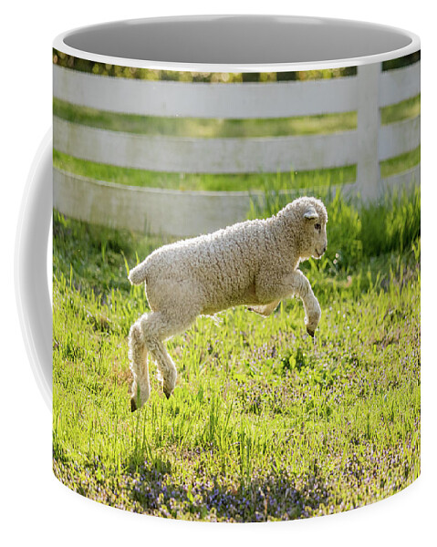 Lamb Coffee Mug featuring the photograph Leaping Lamb by Rachel Morrison
