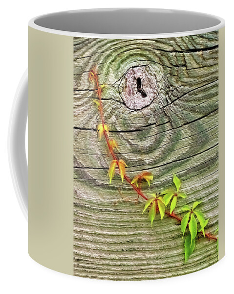 Leaves Coffee Mug featuring the photograph Leaves on Wood by Bob Falcone
