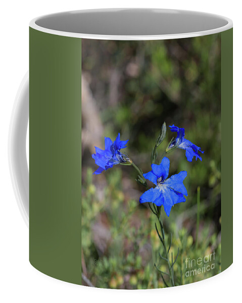 Wildflowers Coffee Mug featuring the photograph Lechenaultia Biloba #4 by Elaine Teague