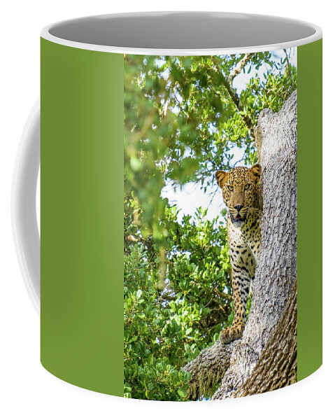 Elephant Coffee Mug featuring the photograph Leopard at Yala National Park by Arj Munoz