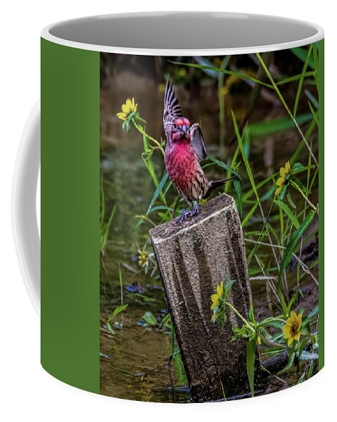 Finch Coffee Mug featuring the photograph Lets Dance by Brian Shoemaker