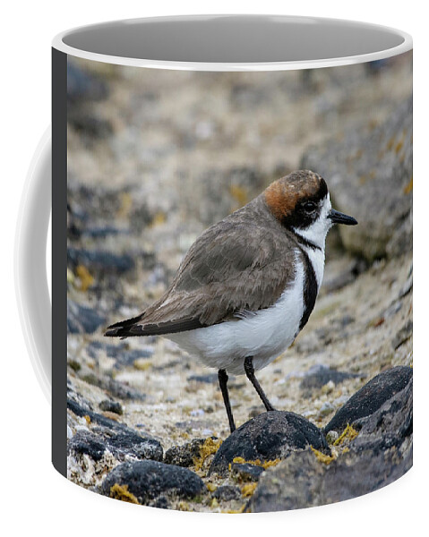 Two-banded Plover Coffee Mug featuring the photograph Let's Hear it for the Band by Tony Beck