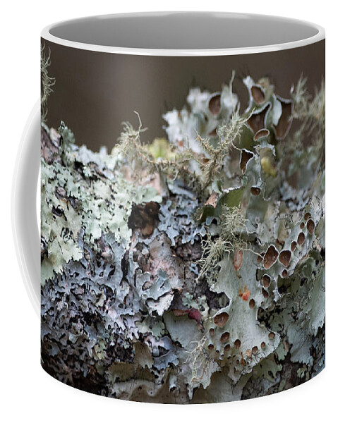Lichen Coffee Mug featuring the photograph Lichen Sampler by Linda Bonaccorsi