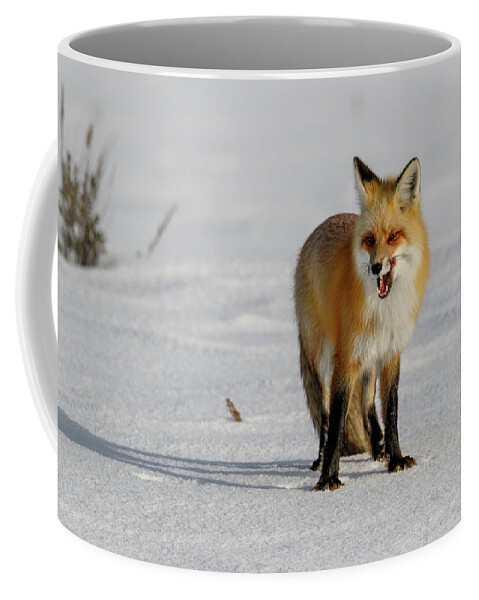 Fox Coffee Mug featuring the photograph Lick by Ronnie And Frances Howard