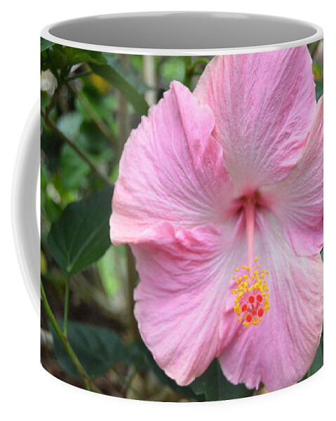Flower Coffee Mug featuring the photograph Light Pink Hibiscus 2 by Amy Fose