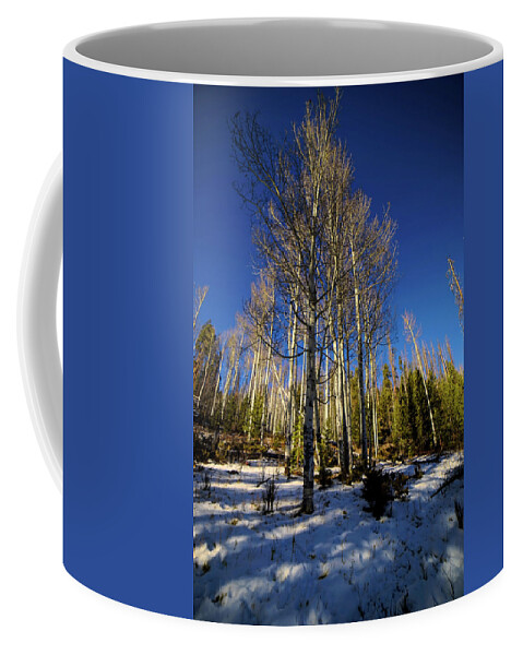 Colorado Aspens Coffee Mug featuring the photograph Light Through The Forest by Cathy Anderson