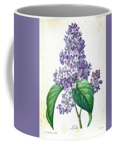 Lilac Coffee Mug featuring the drawing Lilac illustration 1827 r1 by Botany