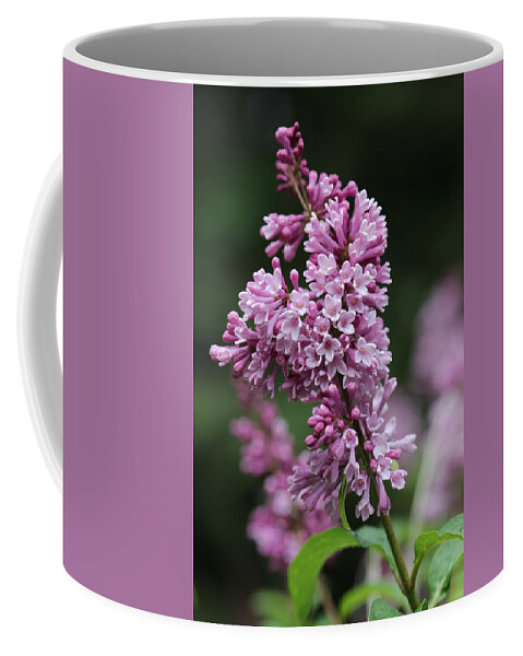 Shrub Coffee Mug featuring the photograph Lilac by Tammy Pool