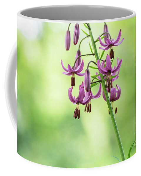 Lily Cattaniae Coffee Mug featuring the photograph Lilium Martagon Cattaniae Flower Abstract by Tim Gainey