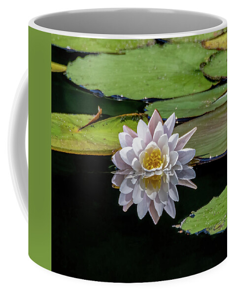 Aquatic Coffee Mug featuring the photograph Lily Reflection by Brian Shoemaker