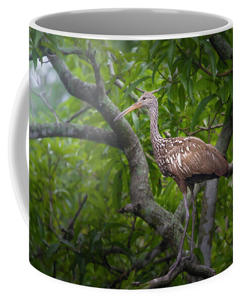 Limpkin Coffee Mug featuring the photograph Limpkin at Dawn by Mark Andrew Thomas