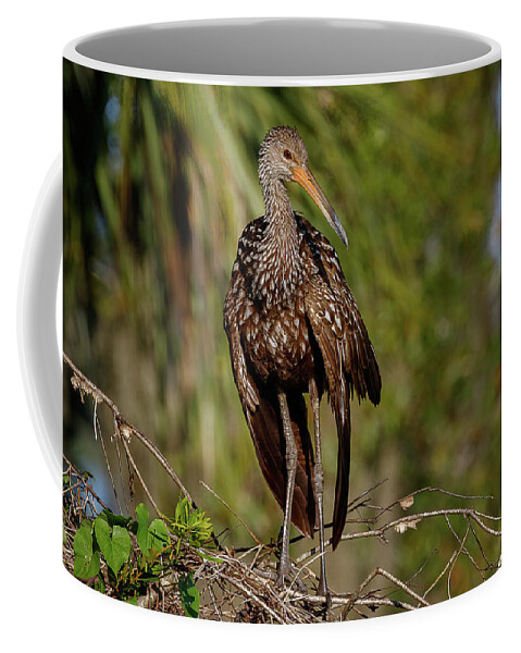 Limp Kin Coffee Mug featuring the photograph Limpkin by Les Greenwood