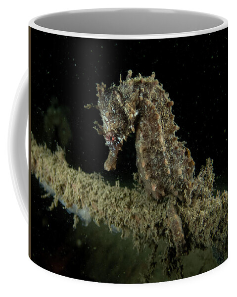 Fish Coffee Mug featuring the photograph Lined Seahorse by Brian Weber