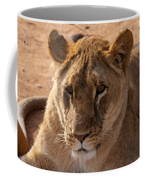 Out Of Africa Fstop101 Lion Coffee Mug featuring the photograph Lion by Geno Lee