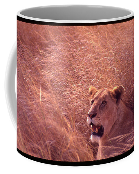 Africa Coffee Mug featuring the photograph Lioness in Tall Grass by Russ Considine