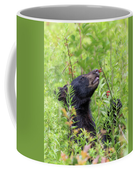 Black Bear Coffee Mug featuring the photograph Little Berry Eater - Black Bear Yearling by Susan Rissi Tregoning