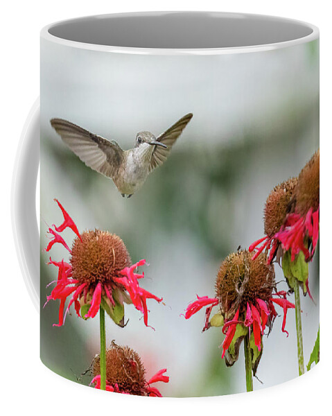 Monarda Didyma Coffee Mug featuring the photograph Little Hummingbird and Bee Balm Flowers by Rachel Morrison
