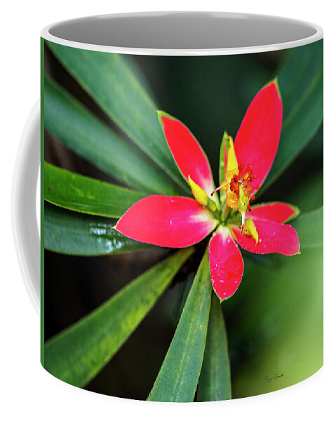 Flower Coffee Mug featuring the photograph Little Red Flower by Penny Lisowski