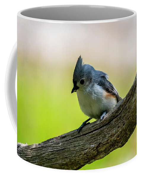 Bird Coffee Mug featuring the photograph Little Titmouse by Cathy Kovarik