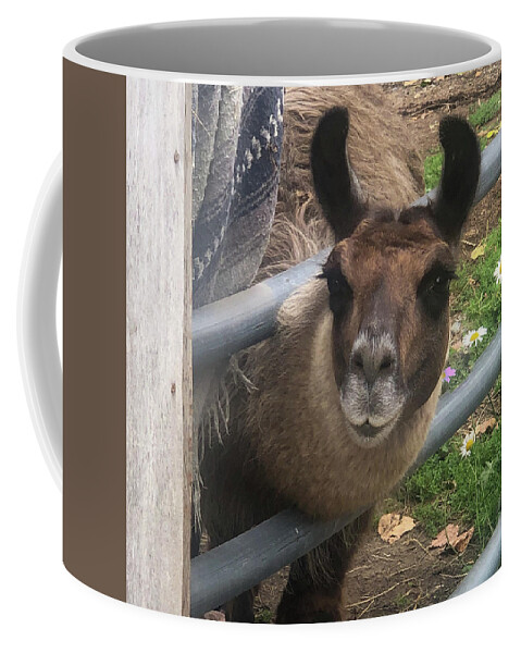 Fence Coffee Mug featuring the photograph Llama pen by Grey Coopre