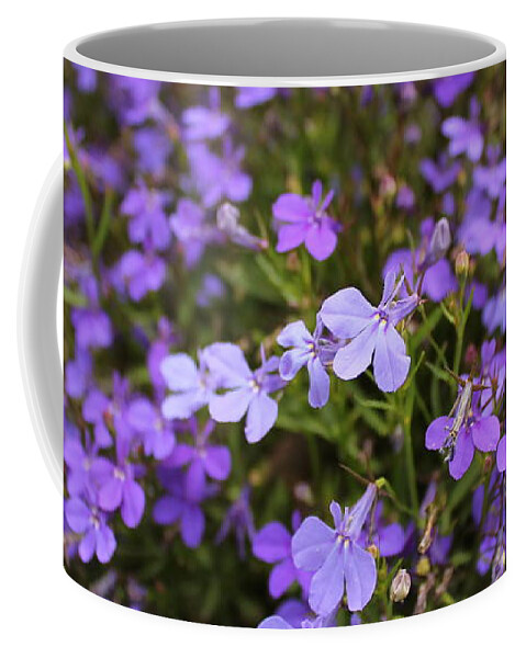 Lobelia Coffee Mug featuring the photograph Lobelia flowers by Jindra Noewi