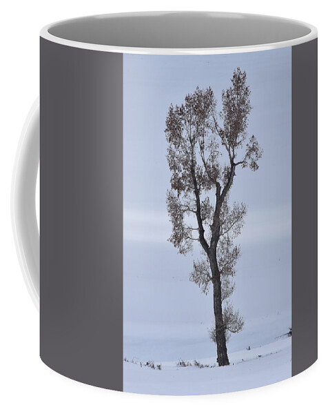 Tree Coffee Mug featuring the photograph Lone Cottonwood In Winter by Ben Foster