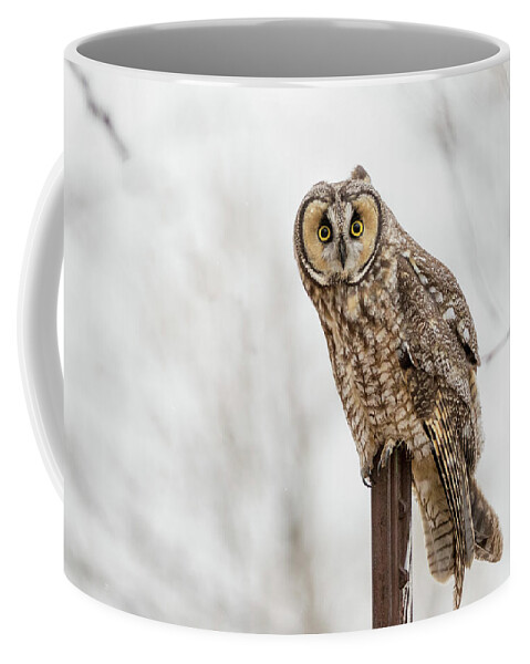 Long Earred Owl Coffee Mug featuring the photograph Long Eared Owl in the Falling Snow by Vicki Stansbury