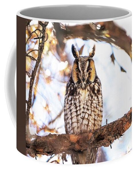 Long-eared Owl Coffee Mug featuring the photograph Long-eared Owl by Sandra Rust