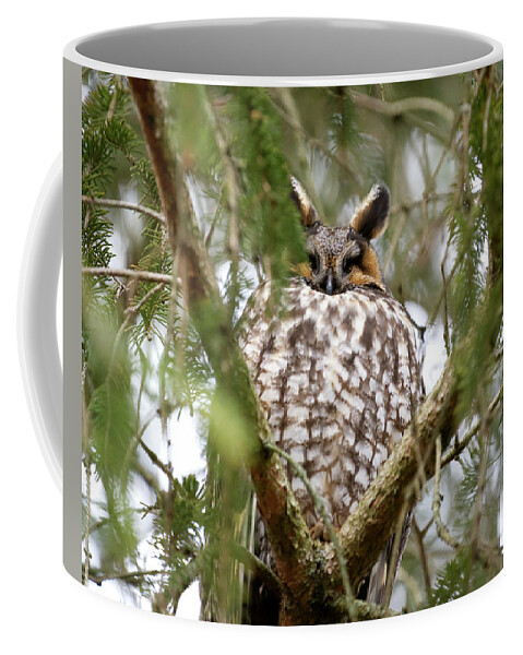 Owl Coffee Mug featuring the photograph Long Eared Owl Sleeping by Flinn Hackett