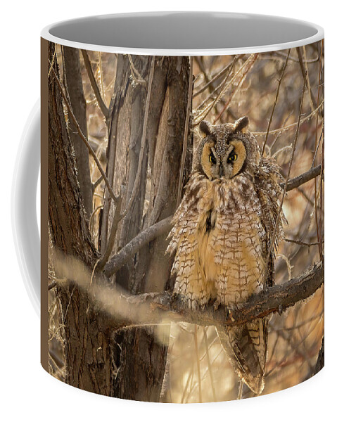 Long Eared Owl Coffee Mug featuring the photograph Long Eared Owl by Vicki Stansbury
