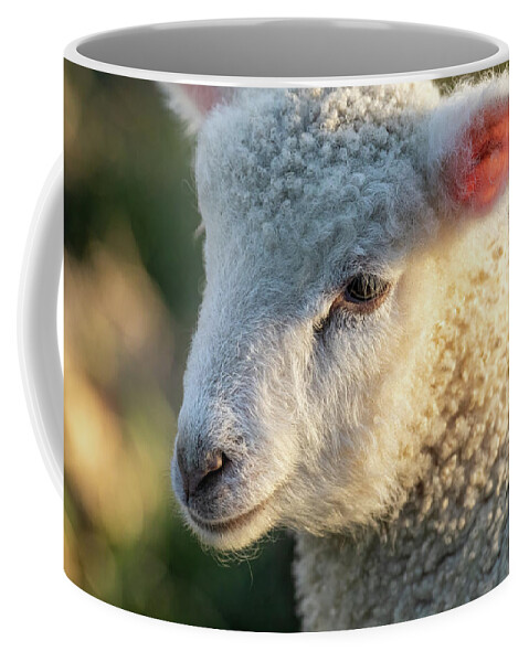 Lamb Coffee Mug featuring the photograph Longwool Lamb in Springtime by Rachel Morrison