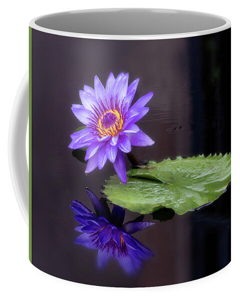 Summer Coffee Mug featuring the photograph Looking glass. by Usha Peddamatham