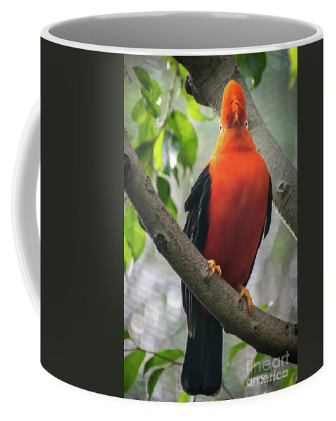 Andean Cock-in-the-rock Coffee Mug featuring the photograph Looking on Both Sides Simultaneously by David Levin