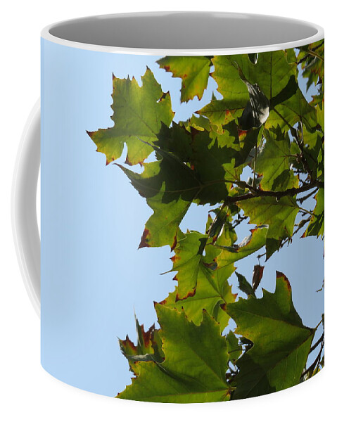 Leaves Coffee Mug featuring the photograph Looking Up by Raymond Fernandez