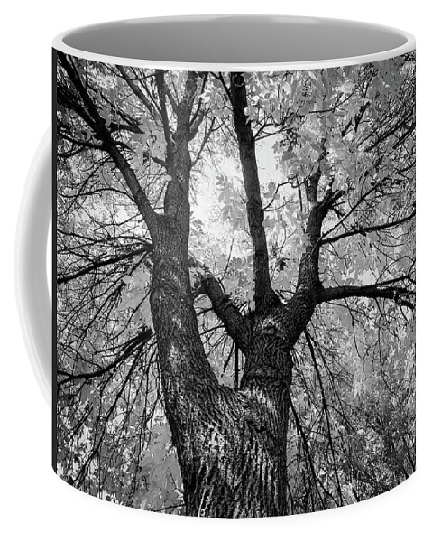 Landscape Coffee Mug featuring the photograph Looking Up by Susie Loechler
