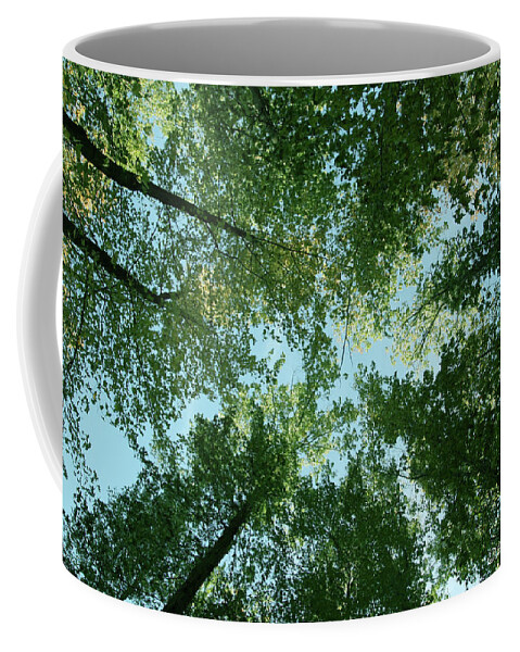 Trees Coffee Mug featuring the photograph Looking Up by Terri Harper