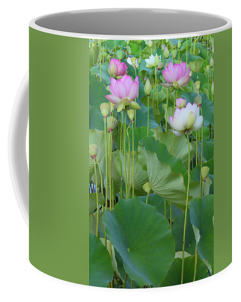 Lotus Blooms Coffee Mug featuring the photograph Lotus Flowers by Ram Vasudev