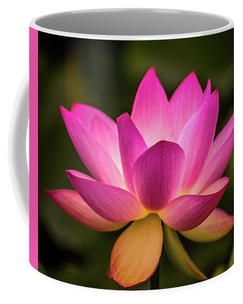 Kenilworth Gardens Coffee Mug featuring the photograph Lotus in soft light by Robert Miller
