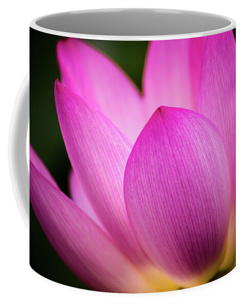 Kenilworth Gardens Coffee Mug featuring the photograph Lotus petal by Robert Miller