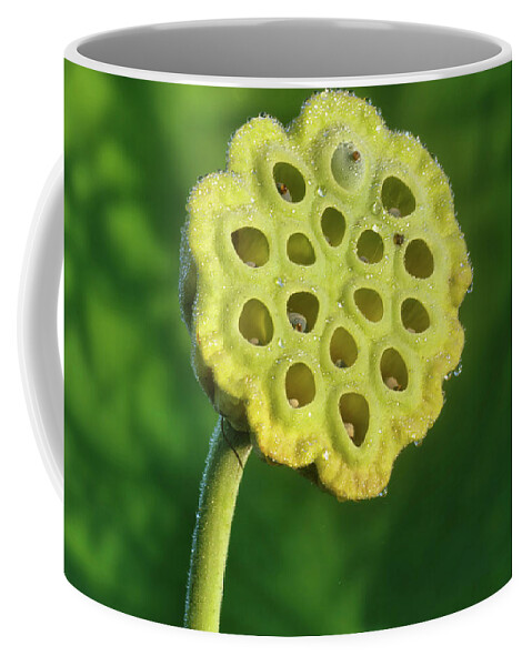 Aquatic Plant Coffee Mug featuring the photograph Lotus seed pod 1 by Buddy Scott