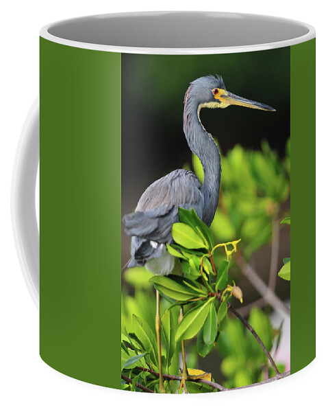 Sanibel Coffee Mug featuring the photograph Louisiana Heron on Sanibel Island by Clint Buhler