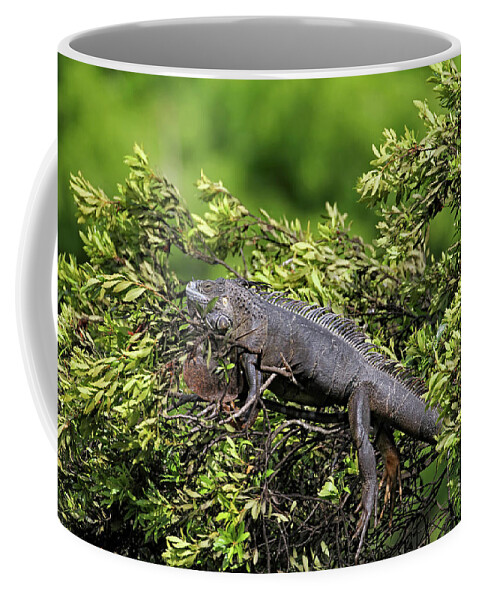 Florida Coffee Mug featuring the photograph Lounging Lizard by Jennifer Robin